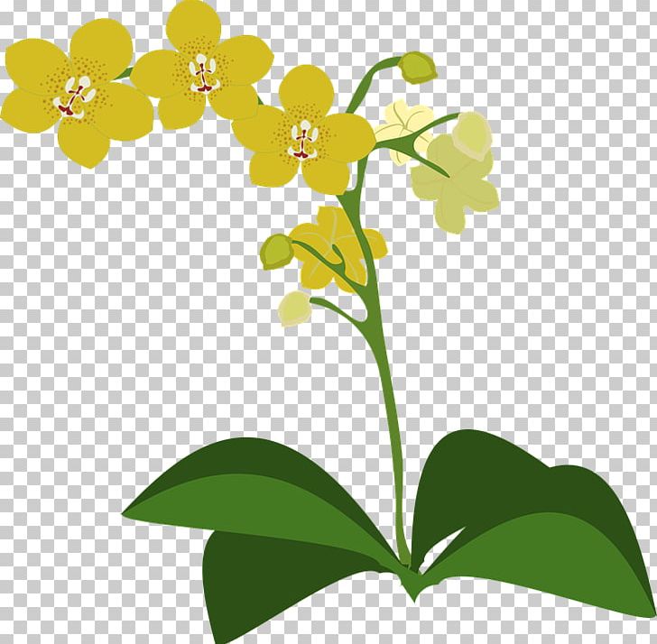 Pixabay PNG, Clipart, Branch, Columbian Orchid Cliparts, Download, Drawing, Flora Free PNG Download