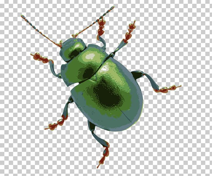 Beetle Stock Photography PNG, Clipart, Arthropod, Beetle, Bug, Clip Art, Free Content Free PNG Download