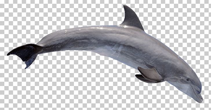 Common Bottlenose Dolphin Portable Network Graphics Rough-toothed Dolphin PNG, Clipart, Animal, Animals, Aqua, Bottlenose Dolphin, Cetacea Free PNG Download