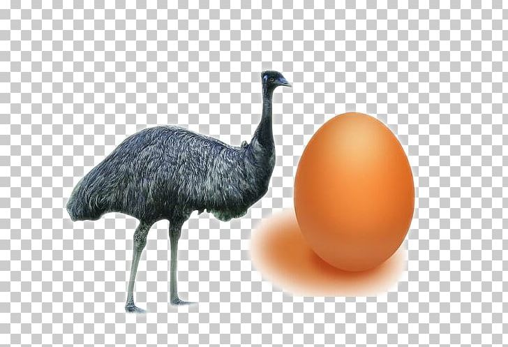 Common Ostrich Bird Domestic Goose Egg Quail PNG, Clipart, Animals, Background Black, Beak, Bird Egg, Black Background Free PNG Download