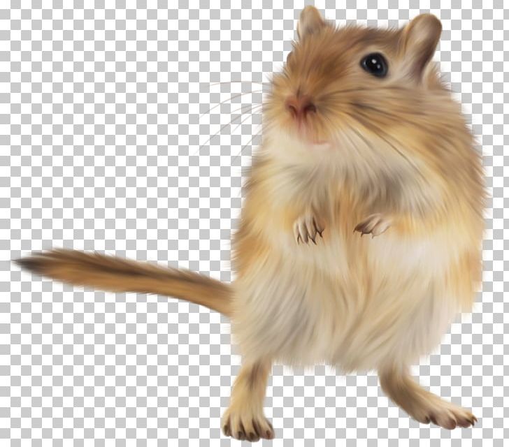 Gerbil Golden Hamster Rodent Mouse PNG, Clipart, Animal, Animals, Cage, Fauna, Gerbil Free PNG Download