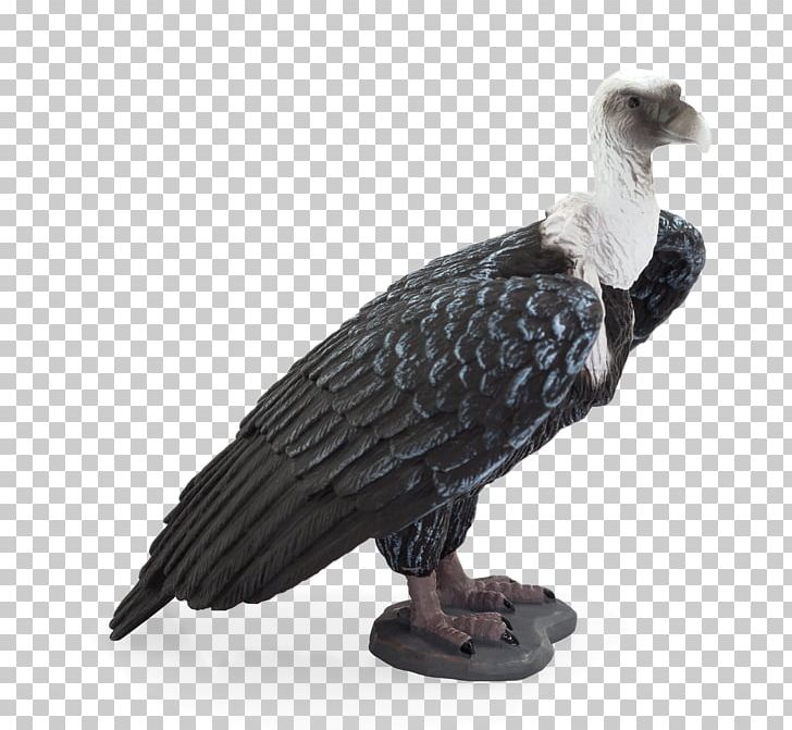 Griffon Vulture Turkey Vulture Amazon.com White-rumped Vulture PNG, Clipart, Accipitridae, Although, Amazoncom, Beak, Bird Free PNG Download