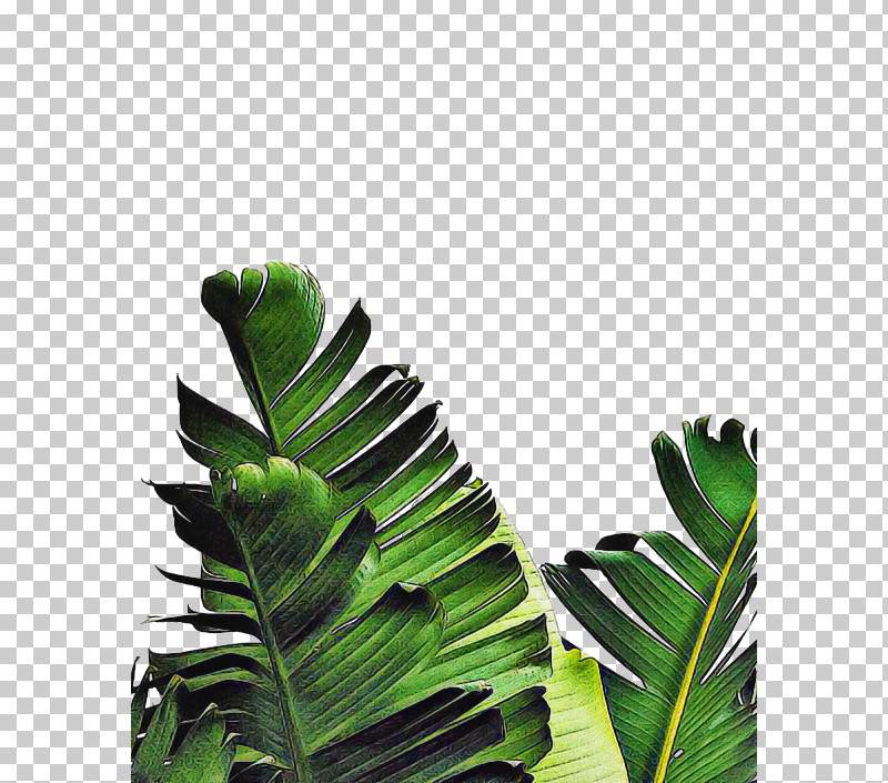 Palm Trees PNG, Clipart, Banana Leaf, Canvas Print, Houseplant, Leaf, Monstera Free PNG Download