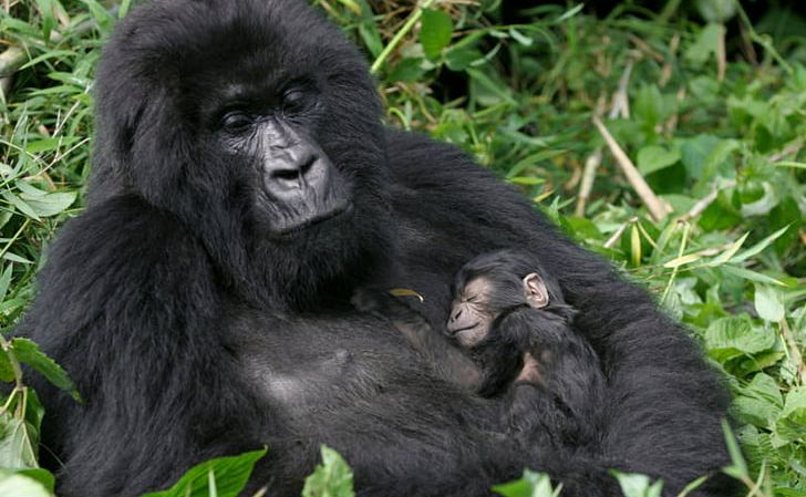 Bwindi Impenetrable National Park Virunga Mountains Volcanoes National Park Gorilla Chimpanzee PNG, Clipart, Animals, Chimpanzee, Common Chimpanzee, Fauna, Forest Free PNG Download