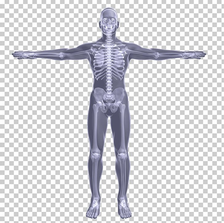 Hip Mannequin Arm Shoulder Skeleton PNG, Clipart, Abdomen, Arm, Costume, Figurine, Hip Free PNG Download