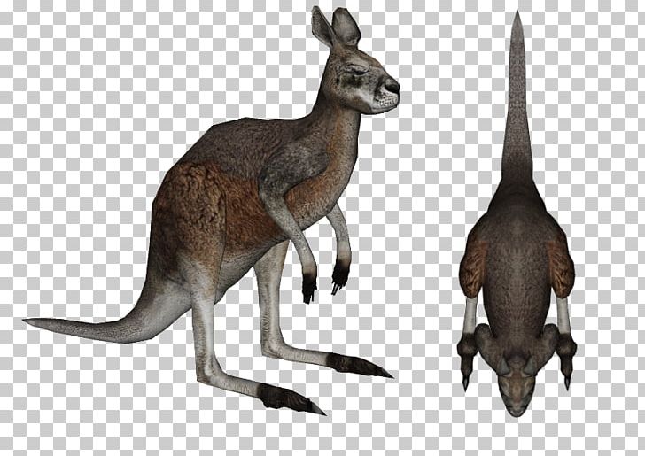 Red Kangaroo Diprotodon Zoo Tycoon 2 Animal PNG, Clipart, Animal, Animals, Diprotodon, Fauna, Kangaroo Free PNG Download