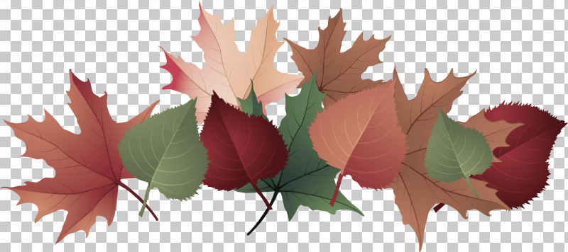 Leaf Petal Autumn Leaf Color Autumn Spider PNG, Clipart, Autumn, Autumn Leaf Color, Leaf, Petal, Plant Free PNG Download