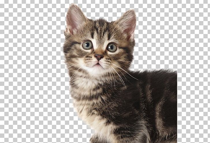 American Shorthair Kitten American Wirehair Dragon Li European Shorthair PNG, Clipart, American Shorthair, American Wirehair, Animals, Asian, Carnivoran Free PNG Download