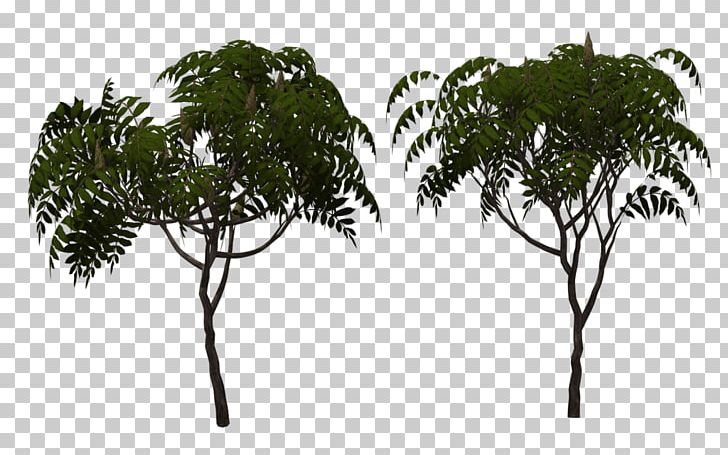 Arecaceae Leaf Tree Branching PNG, Clipart, Arecaceae, Arecales, Branch, Branching, Leaf Free PNG Download