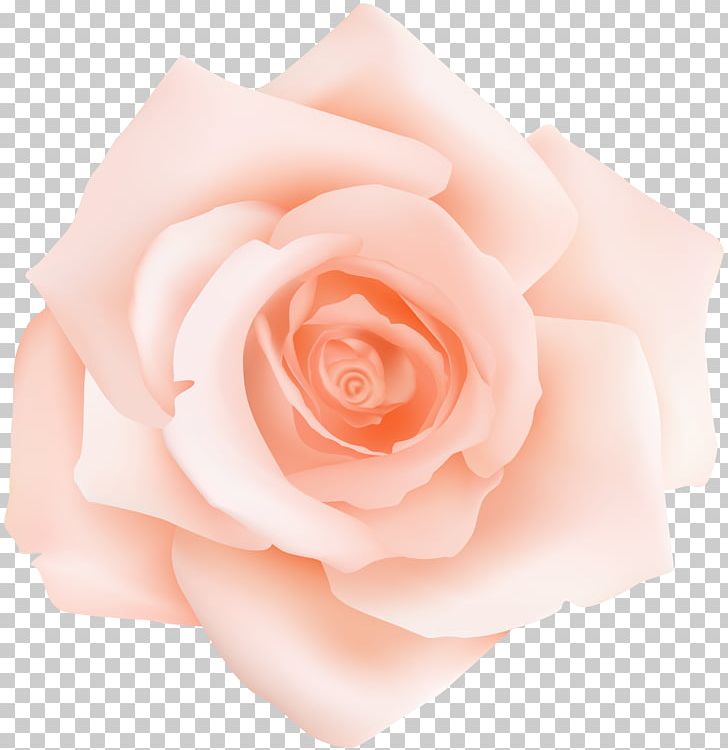 Garden Roses Centifolia Roses Pink Petal Flower PNG, Clipart, Centifolia Roses, Clipart, Clip Art, Closeup, Cut Flowers Free PNG Download