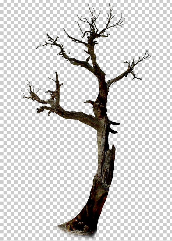 Twig Tree Halloween Branch PNG, Clipart, Branch, Halloween, Holiday, Houseplant, Nature Free PNG Download