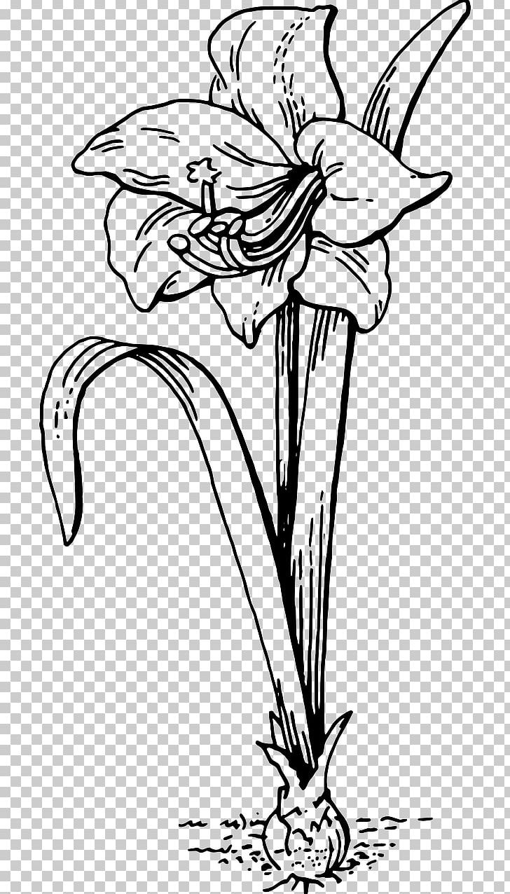 Coloring Book Amaryllis Child PNG, Clipart, Amaryllis, Art, Artwork, Black And White, Book Free PNG Download