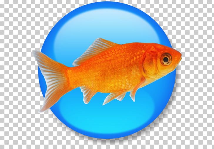 Goldfish Feeder Fish Product Manuals HTML Computer Software PNG, Clipart, Adobe Indesign, Apple, Bony Fish, Computer Software, Feeder Fish Free PNG Download