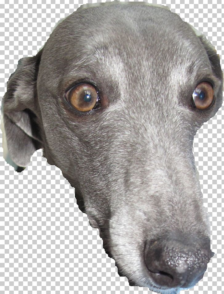 Italian Greyhound Dog Breed Christmas PNG, Clipart, Animal, Breed, Canidae, Christmas, Dog Free PNG Download