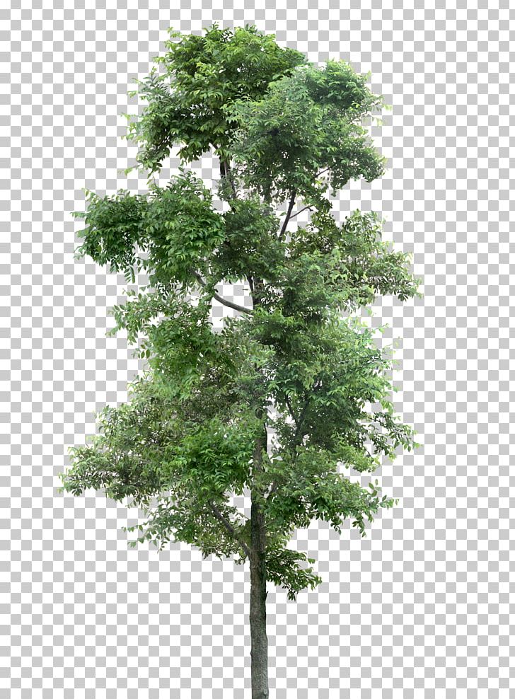 Larch Tree Populus Nigra Plant PNG, Clipart, Branch, Conifer, Cottonwood, Evergreen, Larch Free PNG Download