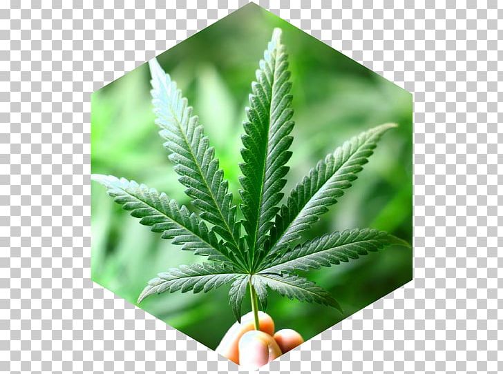 Medical Cannabis Hemp Dispensary Tetrahydrocannabinol PNG, Clipart, Cannabidiol, Cannabis, Cannabis Shop, Dispensary, Drug Free PNG Download