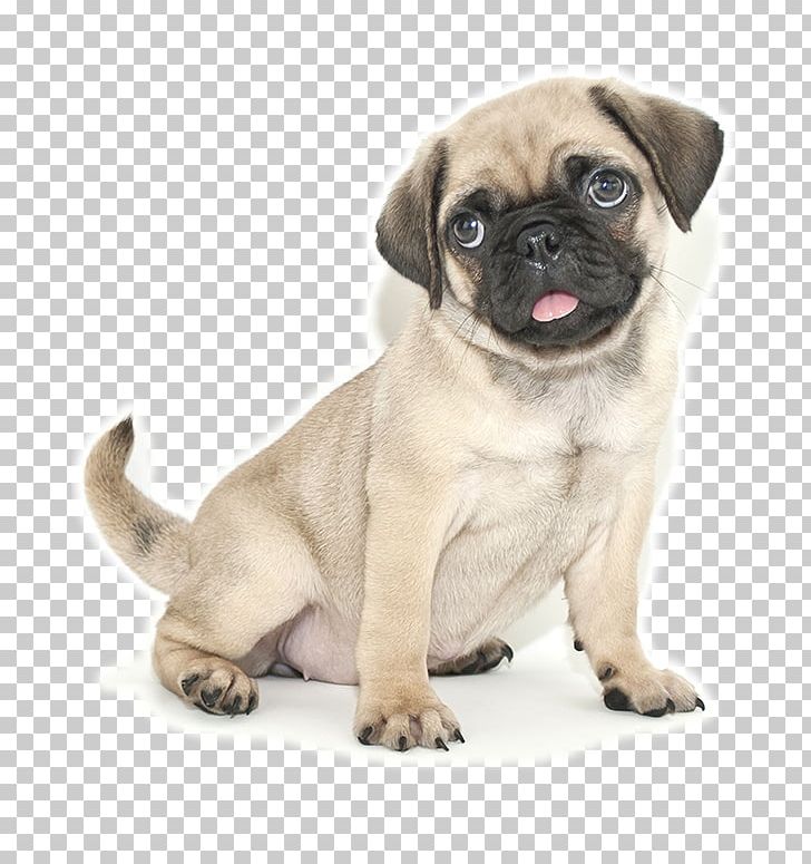 Pug Jack Russell Terrier French Bulldog Puppy Cuteness PNG, Clipart, Animals, Breed, Carnivoran, Companion Dog, Dog Free PNG Download