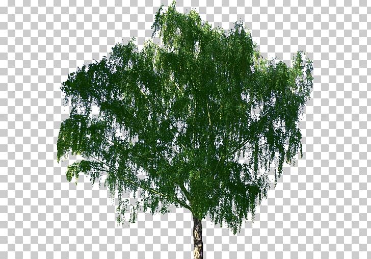Tree Bonsai Zelkova Serrata Birch PNG, Clipart, Agac, Arbol, Autocad, Birch, Bonsai Free PNG Download
