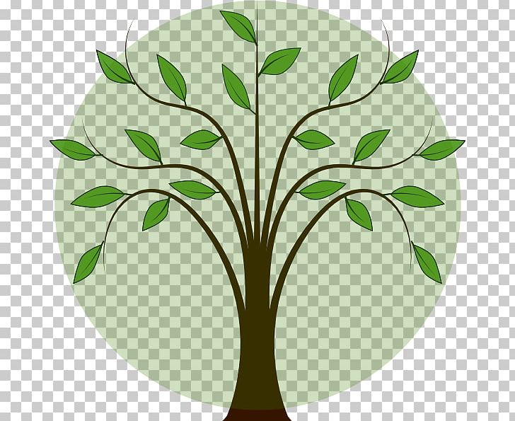 Tree Oak PNG, Clipart, Branch, Diagram, Download, Flora, Flower Free PNG Download