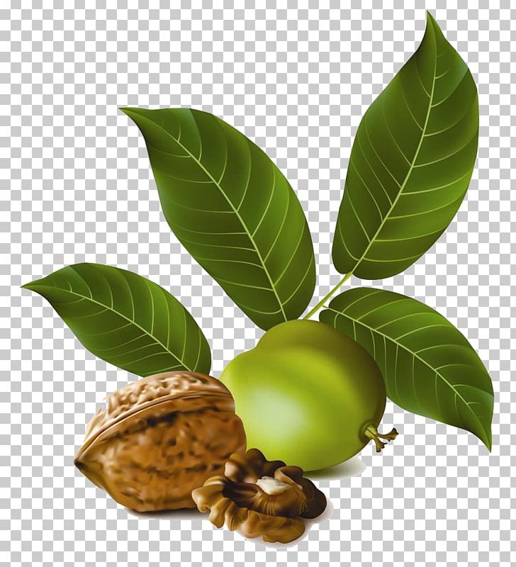 Walnut Peel PNG, Clipart, Dried Fruit, Dry, Eastern Black Walnut, Encapsulated Postscript, English Walnut Free PNG Download