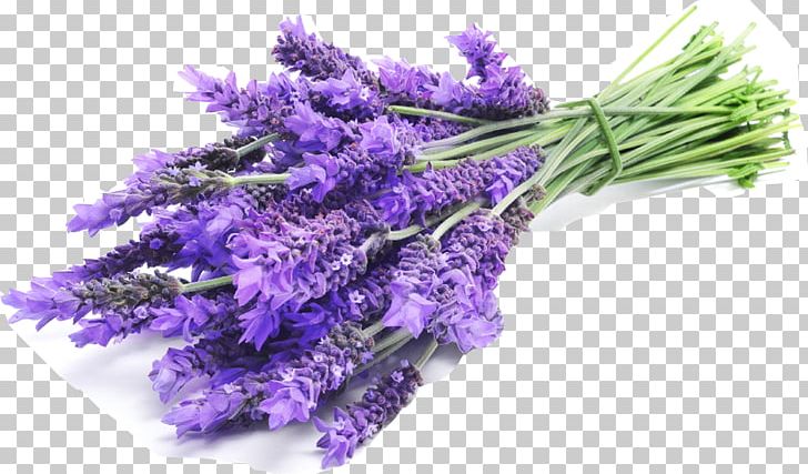 English Lavender Lavender Oil Lavandula Latifolia French Lavender PNG, Clipart, Artificial Flower, Bath Salts, Bunch, Cicekler, Cut Flowers Free PNG Download
