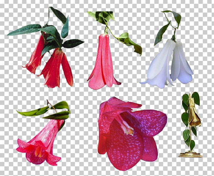 Lapageria Chile Flower PNG, Clipart, Chile, Cut Flowers, Flora, Floral Emblem, Flower Free PNG Download