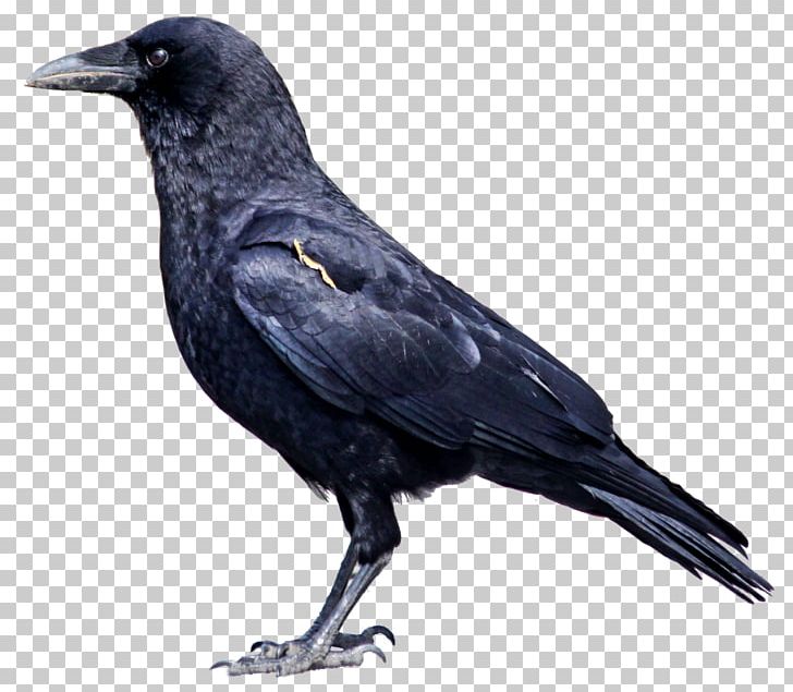American Crow Rook Hooded Crow Bird Common Raven PNG, Clipart, American Crow, Animals, Beak, Bird, Blackbird Free PNG Download