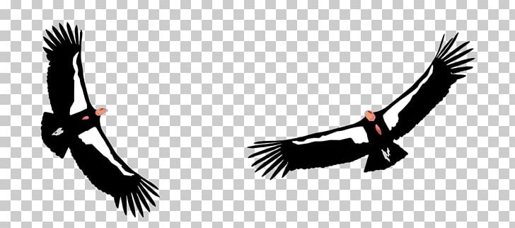 California Condor Big Sur Ventana Wildlife Society Bird PNG, Clipart, Accipitriformes, Beak, Big Sur, Bird, Bird Of Prey Free PNG Download