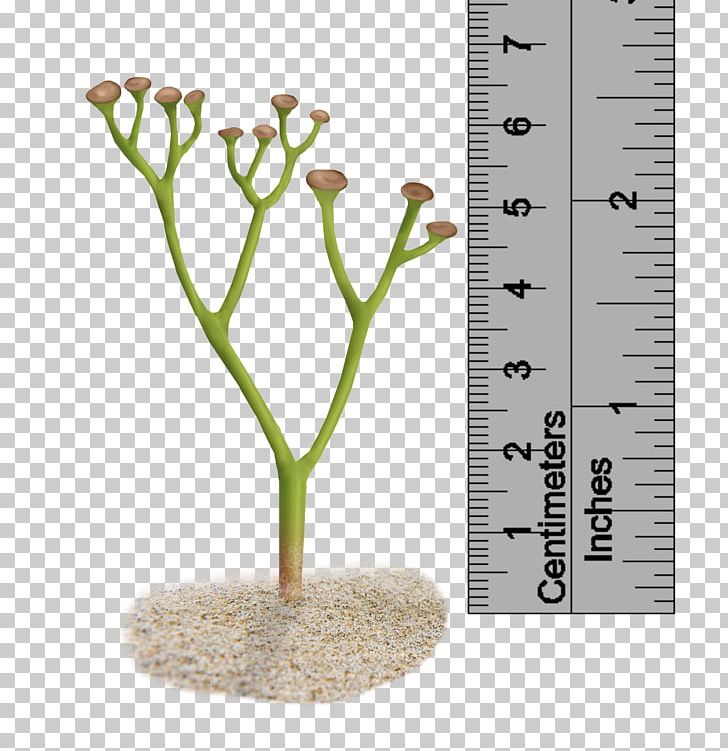 Cooksonia Pertoni Plant Silurian Polysporangiophyte PNG, Clipart, Artists Impression, Branch, Carboniferous, Cooksonia, Cooksonia Pertoni Free PNG Download