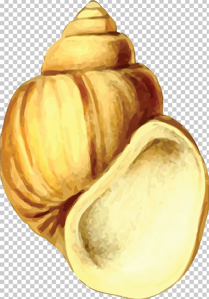 Seashell Gastropod Shell PNG, Clipart, Animals, Commodity, Cucurbita, Drawing, Food Free PNG Download