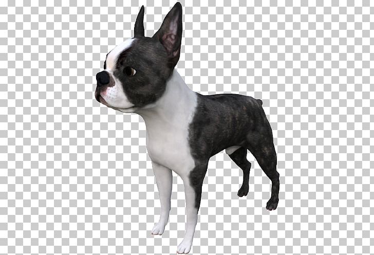 Boston Terrier Dog Breed Autodesk 3ds Max TurboSquid STL PNG, Clipart, 3d Computer Graphics, 3d Modeling, 3ds, Boston, Carnivoran Free PNG Download