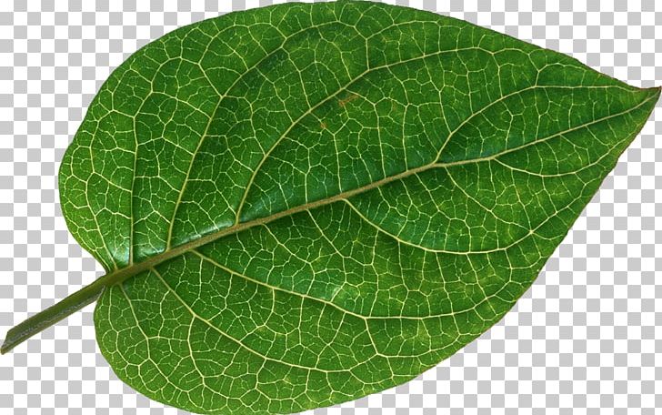 Leaf Vascular Bundle Bladnerv Root Plant PNG, Clipart, Bladnerv, Buckle, Green Leaves, Herb, Leaf Free PNG Download