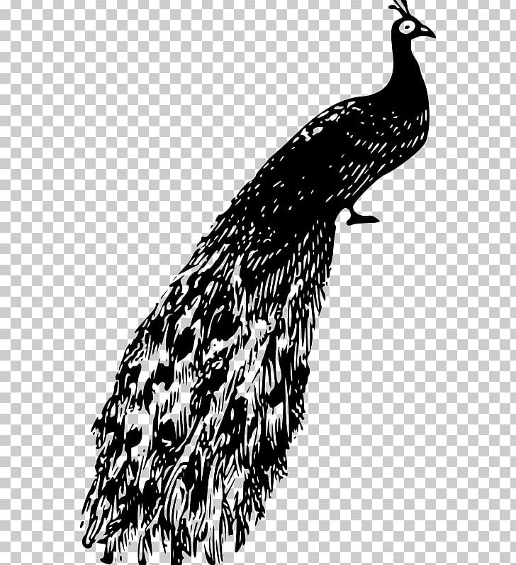 Animals Photography Peafowl PNG, Clipart, Animals, Beak, Bird, Bird Of Prey, Black And White Free PNG Download