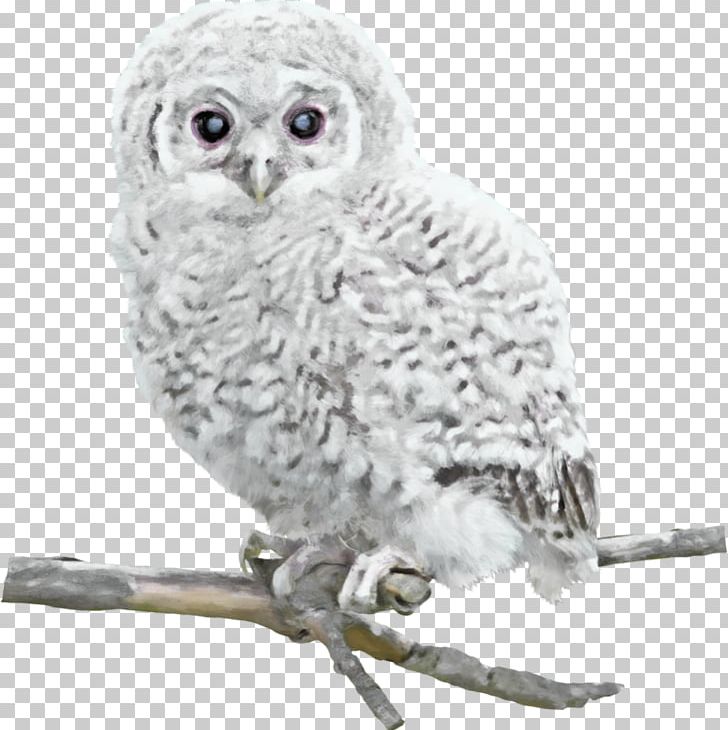 Great Grey Owl Bird Snowy Owl PNG, Clipart, Beak, Bird, Bird Of Prey, Great Grey Owl, Little Owl Free PNG Download