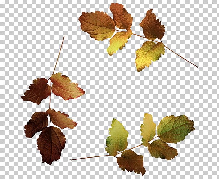 Leaf Treelet PNG, Clipart, Agaclar, Branch, Clip Art, Cottonwood, Deciduous Free PNG Download