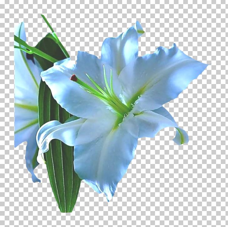 Lilium Blue Cut Flowers Fleur-de-lis PNG, Clipart, Arcus Cloud, Blue, Cut Flowers, Fleurdelis, Flora Free PNG Download