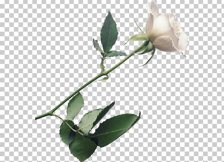 Rose Flower White PNG, Clipart, Background White, Black White, Branch, Bud, Color Free PNG Download