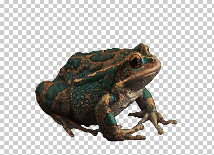 Argentine Horned Frog PNG, Clipart, Amphibian, Animal, Animals, Argentine Horned Frog, Bullfrog Free PNG Download
