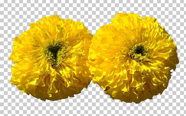 Mexican Marigold Calendula Officinalis Flower Chrysanthemum Floriculture PNG, Clipart, Calendula, Chrysanths, Cut Flowers, Flowers, Gerbera Free PNG Download