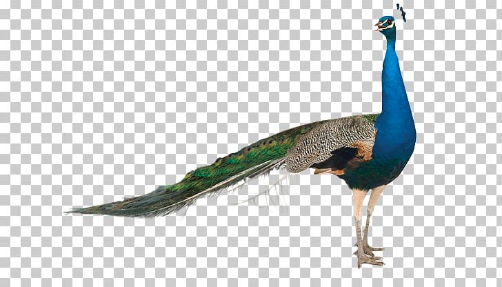 Pavo Stock Photography Asiatic Peafowl PNG, Clipart, Animals, Asiatic Peafowl, Beak, Bird, Drawing Free PNG Download