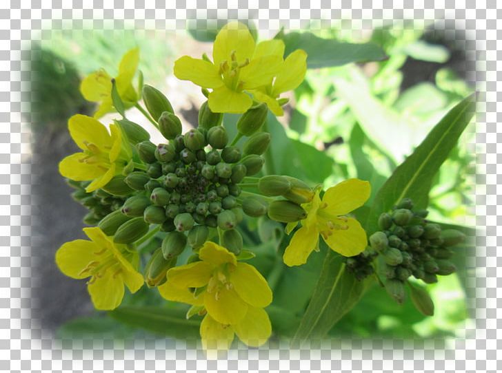 Canola Brassica Rapa Rapeseed Mustard Plant Annual Plant PNG, Clipart, Annual Plant, Bono, Brassica, Brassica Rapa, Cabbages Free PNG Download