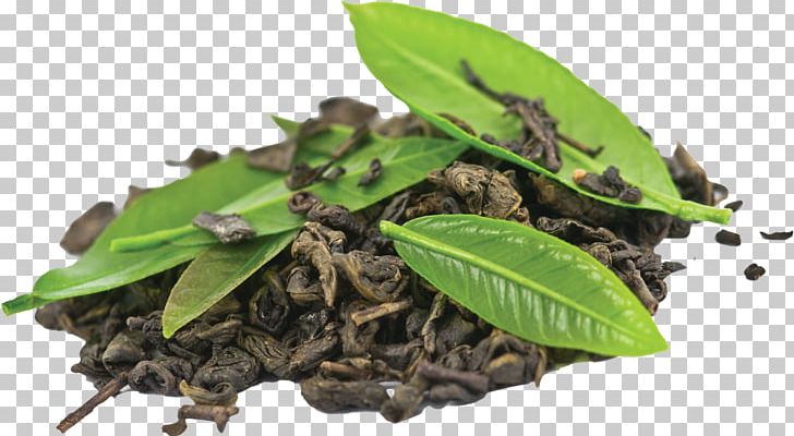 Coffee Bean Green Tea Black Tea PNG, Clipart, Assam Tea, Bai Mudan, Black Tea, Coffee, Coffee Bean Free PNG Download