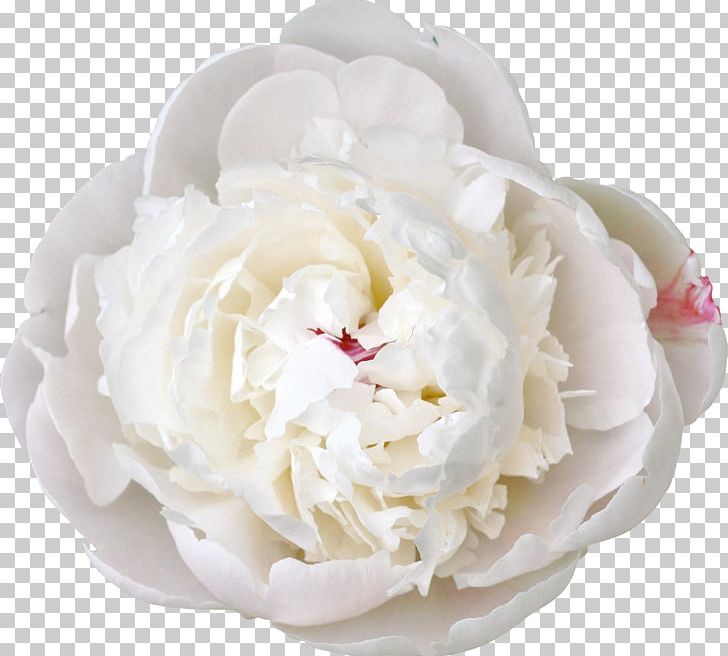 Cut Flowers White Peony PNG, Clipart, Artificial Flower, Color, Cream, Cut Flowers, Flavor Free PNG Download