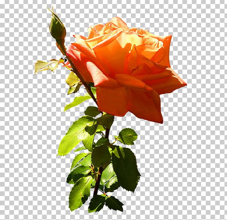 Garden Roses Cabbage Rose Floribunda Flower PNG, Clipart, Branch, Bud, China Rose, Cut Flowers, Desktop Wallpaper Free PNG Download