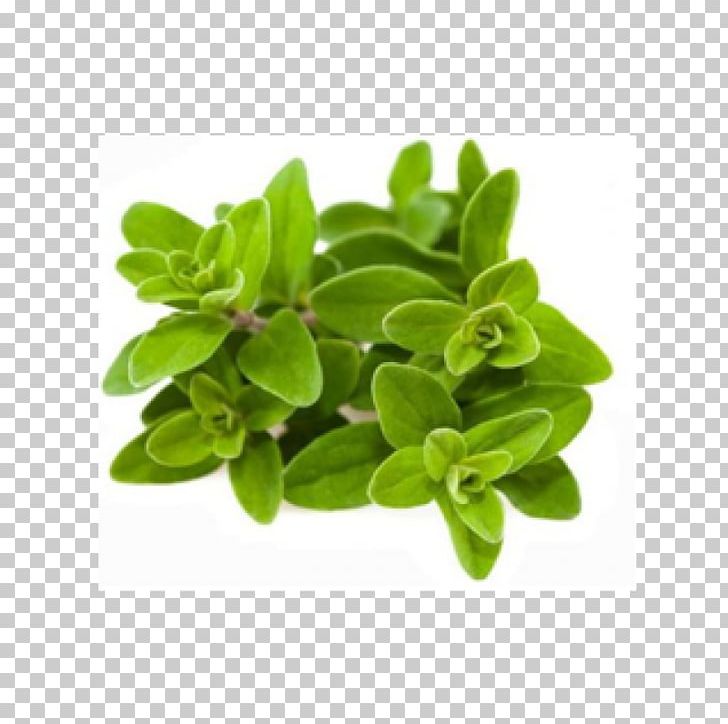 Marjoram Oregano Herb Food Vegetable PNG, Clipart, Basil, Essential Oil, Flavor, Food, Food Drinks Free PNG Download