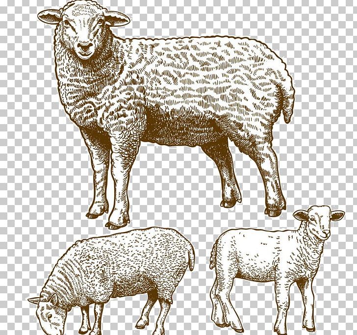 Sheep Grazing Stock Photography Illustration PNG, Clipart, Animals, Black Sheep, Cartoon Sheep, Cow Goat Family, Drawing Free PNG Download