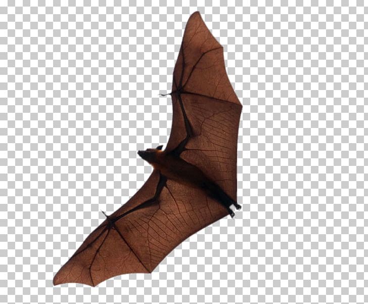 Bat Flight PNG, Clipart, Animal, Animals, Bats, Bat Wing Development, Elements Free PNG Download