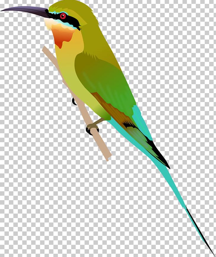 Beak Blue-tailed Bee-eater Green Bee-eater Olive Bee-eater PNG, Clipart, Beak, Bee, Beeeater, Bird, Bluecheeked Beeeater Free PNG Download