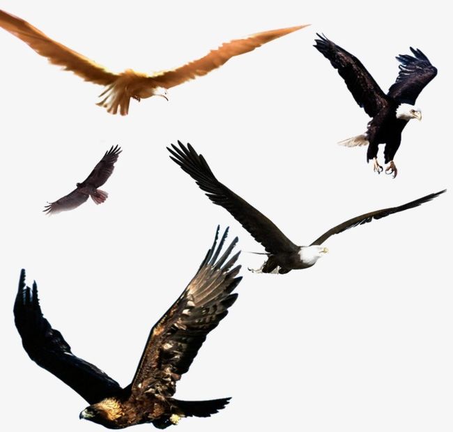 Eagle PNG, Clipart, Animal, Animals Hunting, Animals In The Wild, Animal Wing, Bald Eagle Free PNG Download
