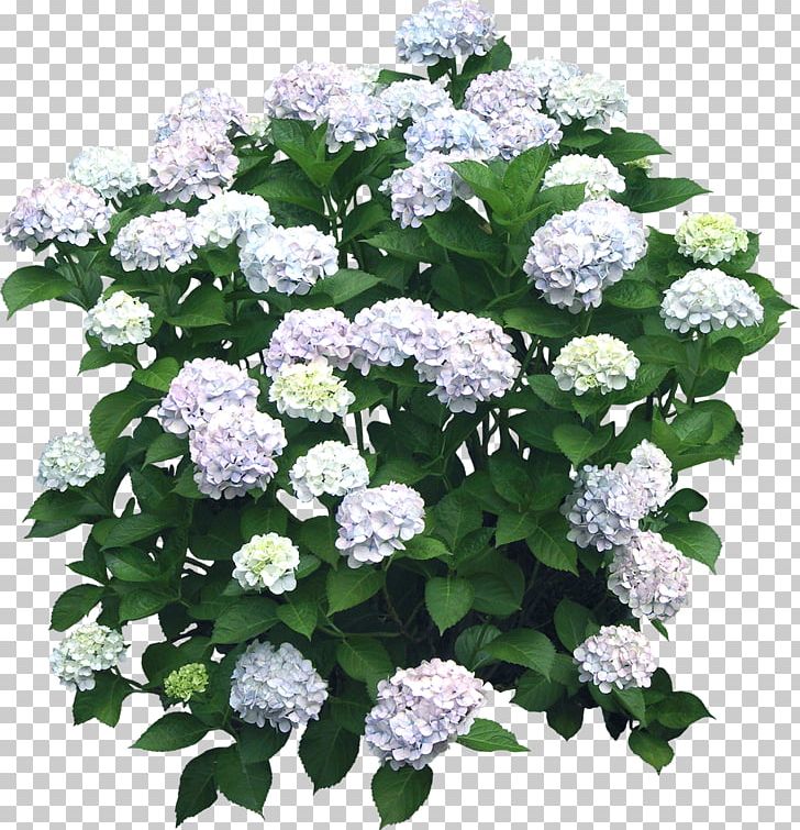 Flower Hydrangea Shrub Plant PNG, Clipart, 3d Modeling, Annual Plant, Bushes, Color, Cornales Free PNG Download